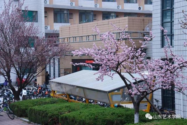共享校园春光｜山东艺术学院：山艺春分写真集来了