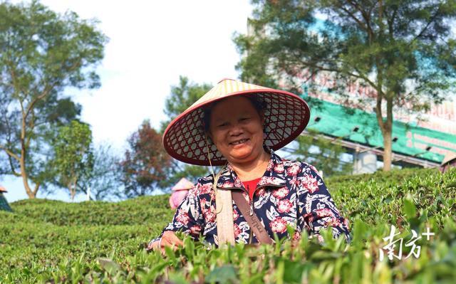 春茶近年最佳｜英德红茶发展目标：百亿产值