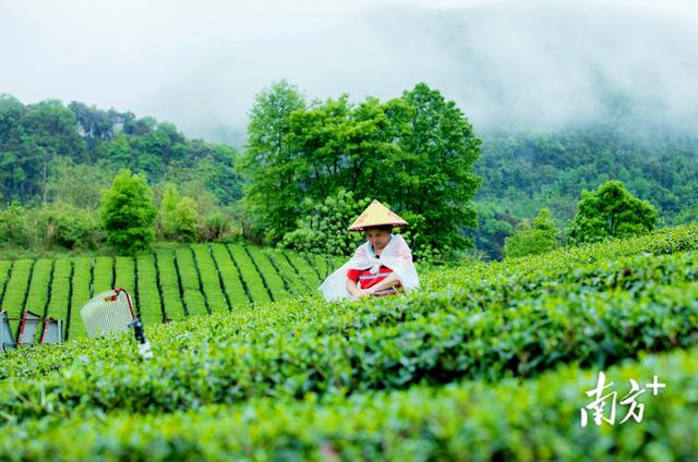 春茶近年最佳｜英德红茶发展目标：百亿产值