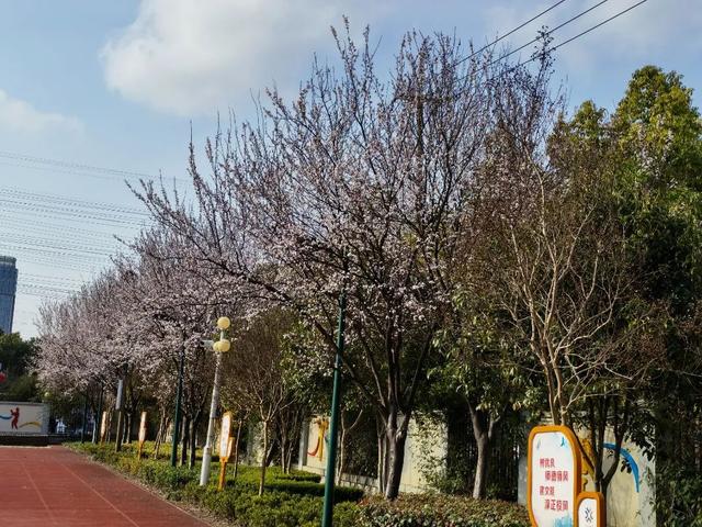 校园春日最终季来啦！春来希望至，期待和孩子们相聚在春日的校园里