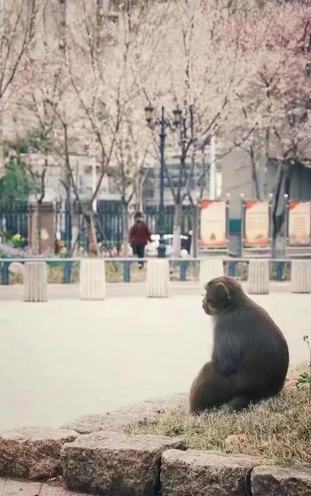 登上热搜！南京城这只猴流浪了20多天，江苏网警都发话了