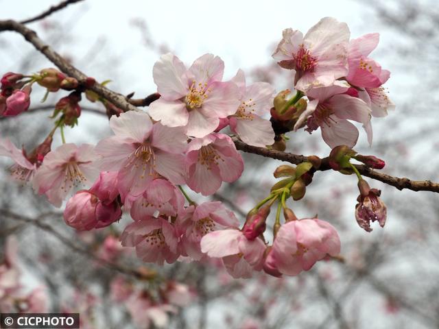 玉渊潭樱花什么时候开