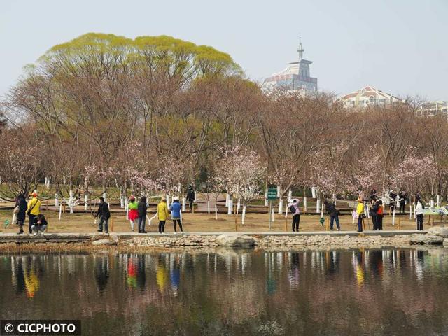 玉渊潭樱花什么时候开