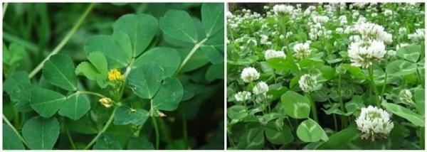 上海人朋友圈流传挖野菜攻略？专家紧急提醒