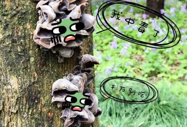 上海人朋友圈流传挖野菜攻略？专家紧急提醒