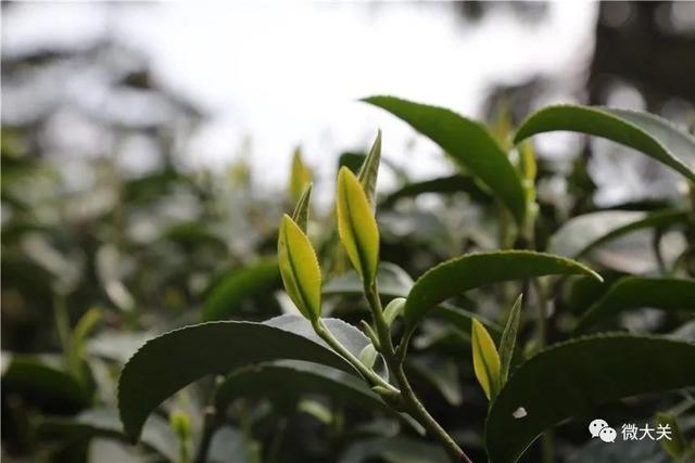 大关：“明前茶”茶香溢满城
