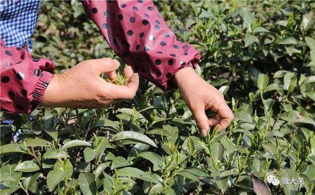 大关：“明前茶”茶香溢满城