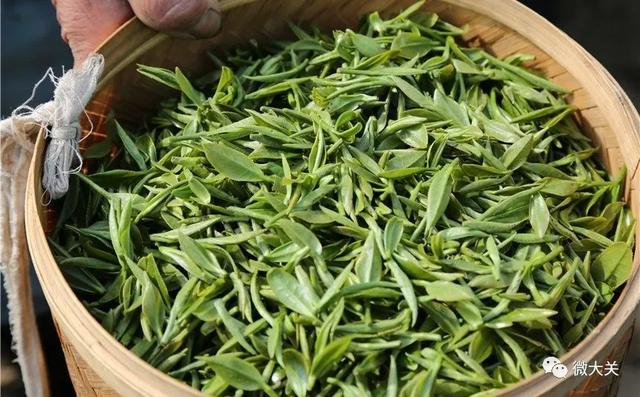 大关：“明前茶”茶香溢满城