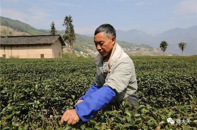 大关：“明前茶”茶香溢满城