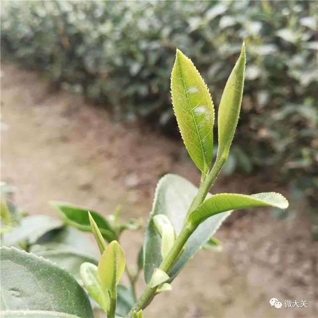 大关：“明前茶”茶香溢满城