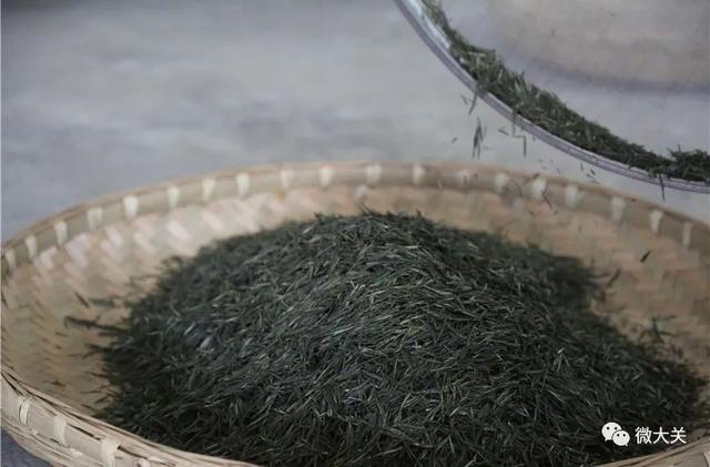 大关：“明前茶”茶香溢满城