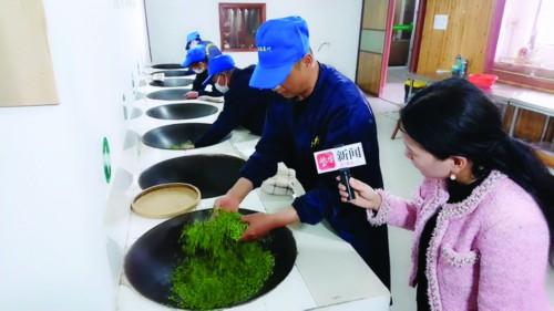 采茶、挑拣、手工炒制 吸引60万网友“云品茶”