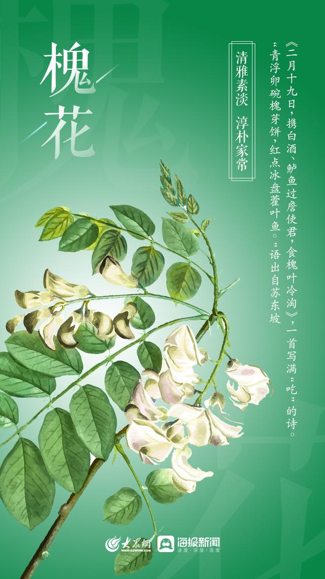 山东桂花