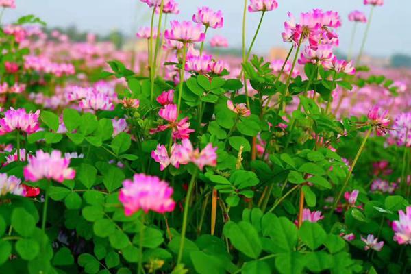 《燕子花》：资水下游乡村变革的一幅画卷