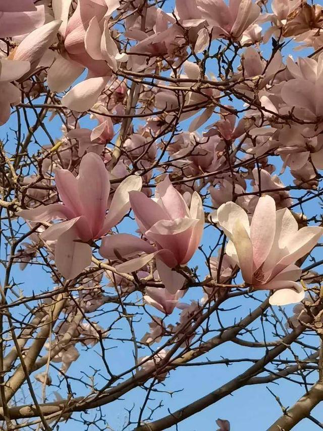 玉兰花花语