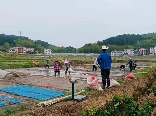 万塘乡：“植”此青绿 以待金黄