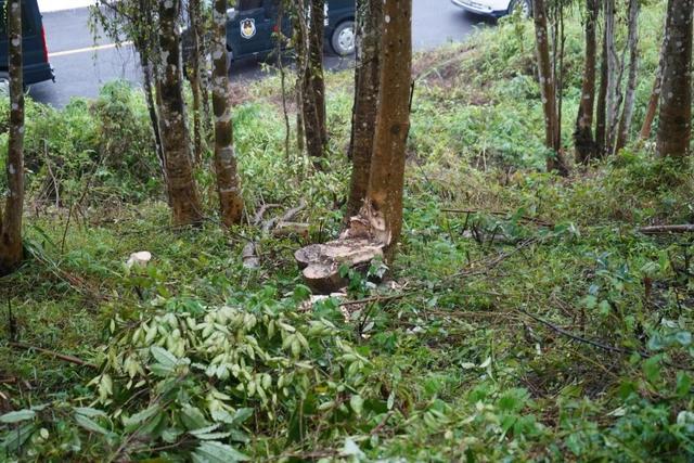 50年树龄沉香木惨遭盗砍，损失难以估量，4名窃贼次日落网