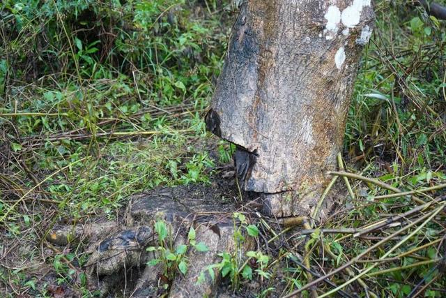 50年树龄沉香木惨遭盗砍，损失难以估量，4名窃贼次日落网