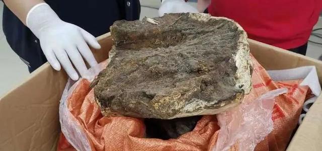 50年树龄沉香木惨遭盗砍，损失难以估量，4名窃贼次日落网