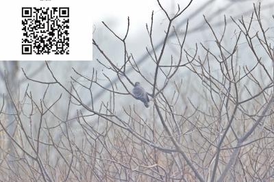 明天爱鸟日 郑州市区常见25种鸟类梳理 一起来感受下春日里的莺歌燕语