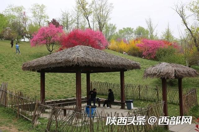 西安植物园菊花桃绚丽绽放，花朵酷似菊花，颜值比普通桃花高2