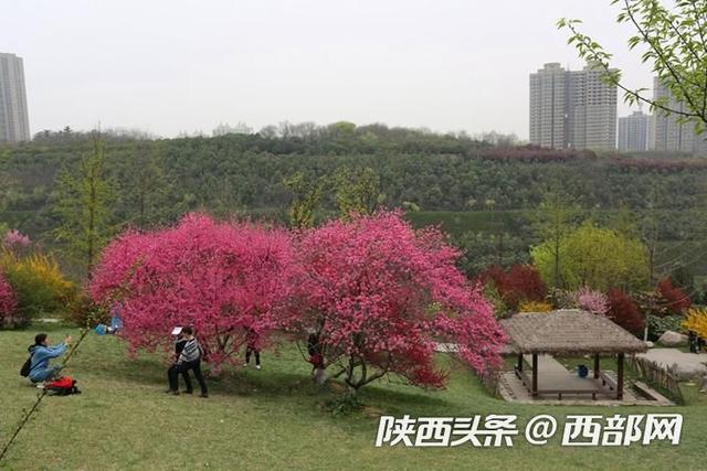 西安植物园菊花桃绚丽绽放，花朵酷似菊花，颜值比普通桃花高6