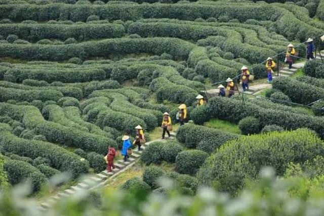 强推！杭州资深登山领队眼中，这“5条茶味登山线”最经典！小长假快走起