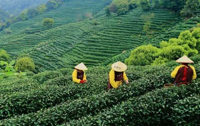 强推！杭州资深登山领队眼中，这“5条茶味登山线”最经典！小长假快走起