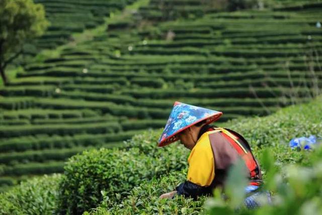 强推！杭州资深登山领队眼中，这“5条茶味登山线”最经典！小长假快走起