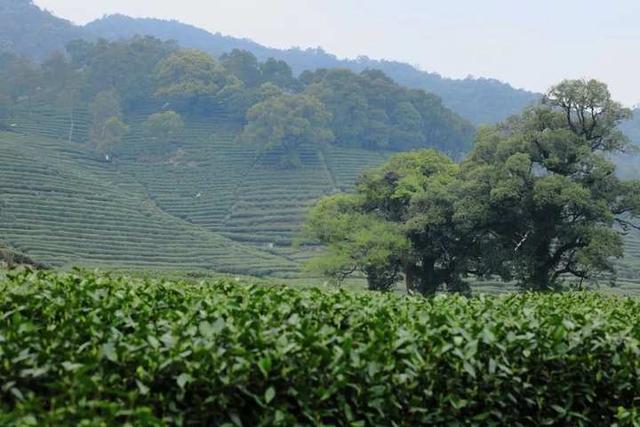 强推！杭州资深登山领队眼中，这“5条茶味登山线”最经典！小长假快走起