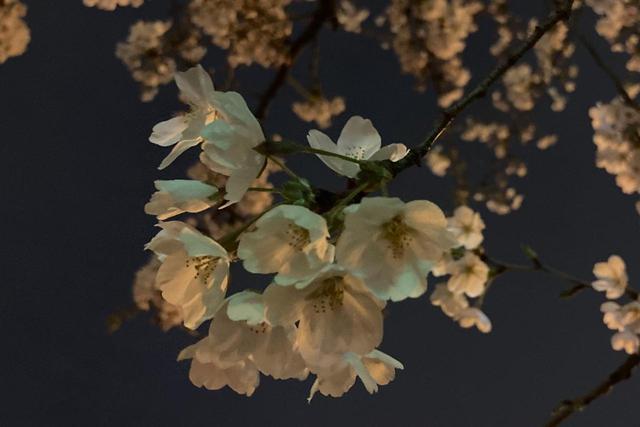 桃花杏花櫻花電視劇劇情簡介(桃花杏花櫻花日本劇免費看)-星座夢城