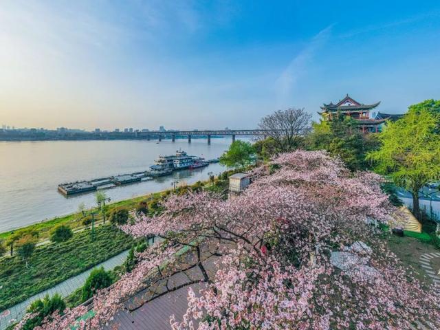 今日清明，酌杯杏花酒，与春天同行｜城市摄影队