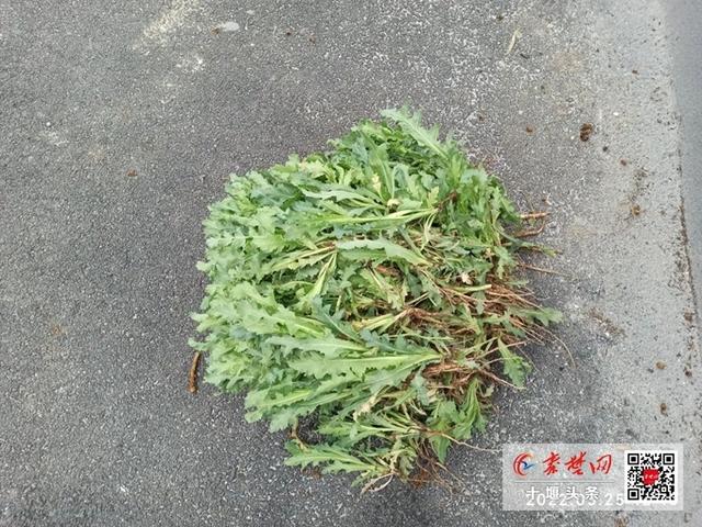 男子为尝鲜荒院内种250株罂粟苗