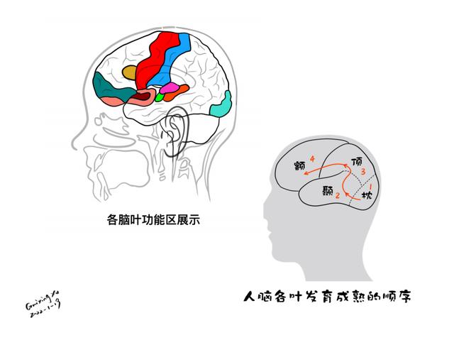 大脑皮层