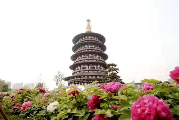 牡丹“云中”绽放,共赏国色天香!洛阳牡丹甲天下网络宣传活动启动