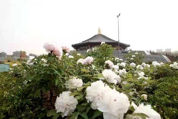 牡丹“云中”绽放,共赏国色天香!洛阳牡丹甲天下网络宣传活动启动