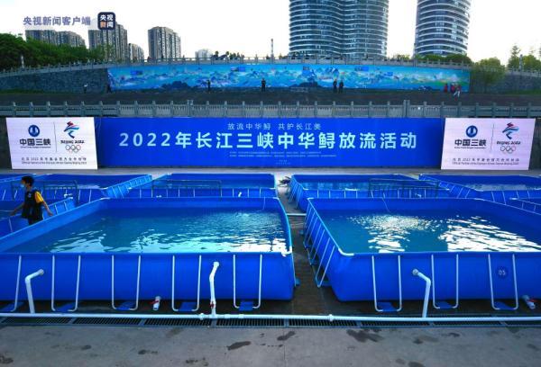送“水中大熊猫”回家 23万尾中华鲟放归长江