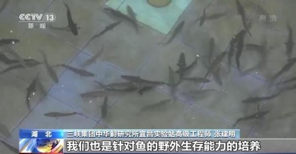 超20万尾中华鲟今放流长江 规模历年最大如何做到？