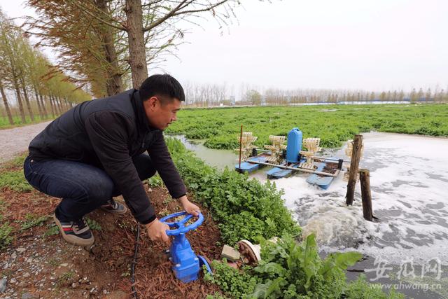 乡村振兴路上的青年力量|凤台县王杰:科技引领，养猪场成生态示范园区。
