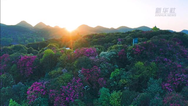 “地球彩带”再现！贵州毕节百里杜鹃进入盛花期，装扮人间四月天