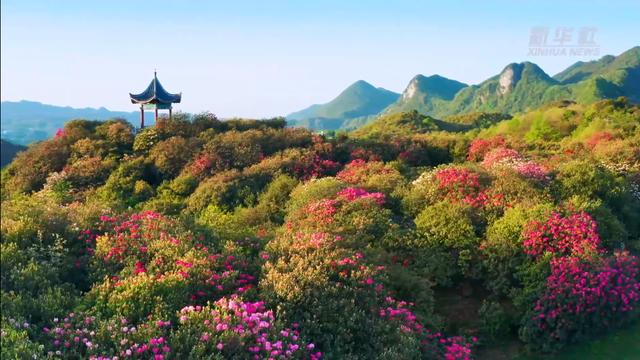 “地球彩带”再现！贵州毕节百里杜鹃进入盛花期，装扮人间四月天