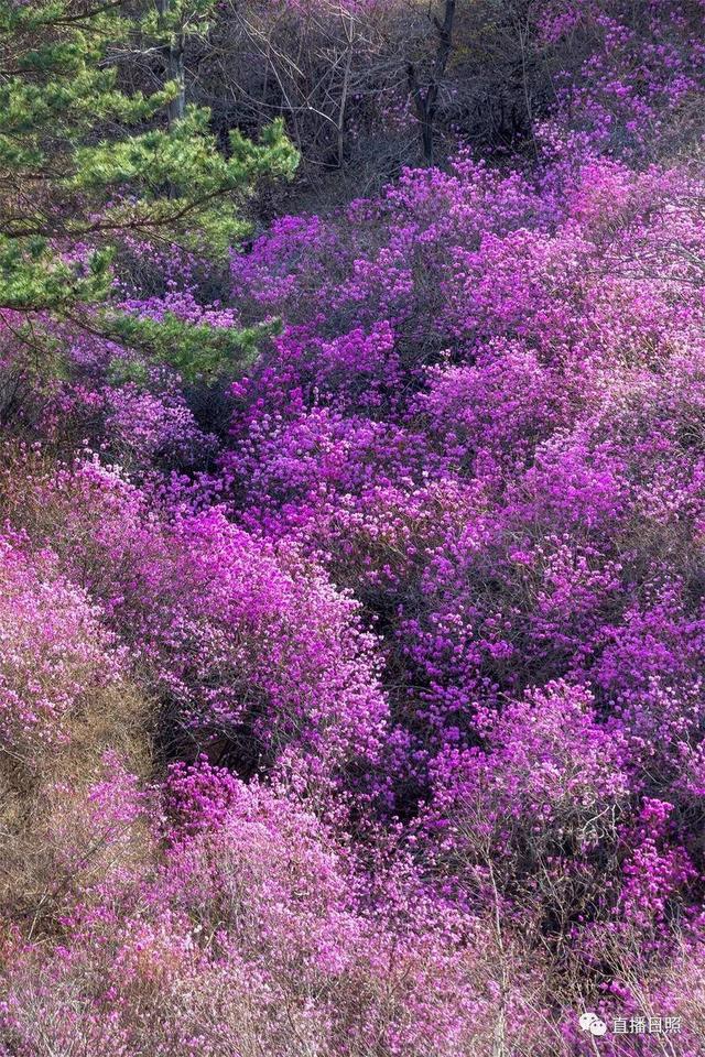 照山白