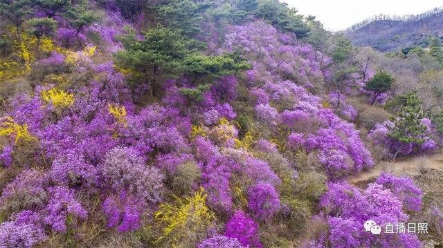 照山白