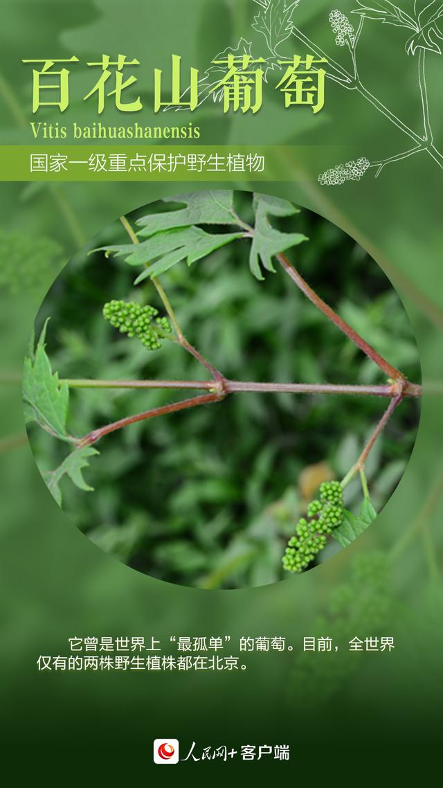 我国珍稀植物