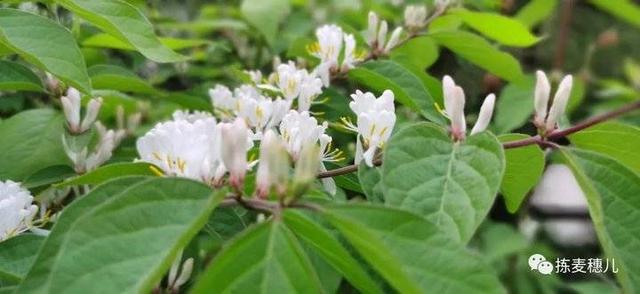 忍冬花 忍冬花「忍冬花提取物在化妆品中的作用」 生活