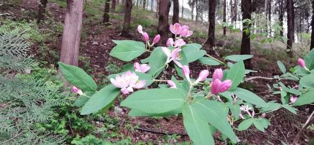 忍冬花 忍冬花「忍冬花提取物在化妆品中的作用」 生活