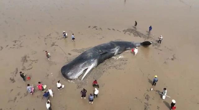 搁浅抹香鲸被成功放归深海