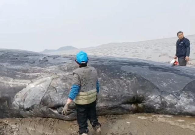 搁浅抹香鲸被成功放归深海