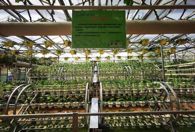 馥郁蔬香迎盛会！第二十三届中国（寿光）国际蔬菜科技博览会开幕