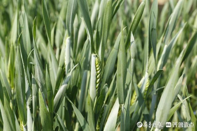壹图集｜4月20日10时24分谷雨至，泰安次章村的小麦已吐穗